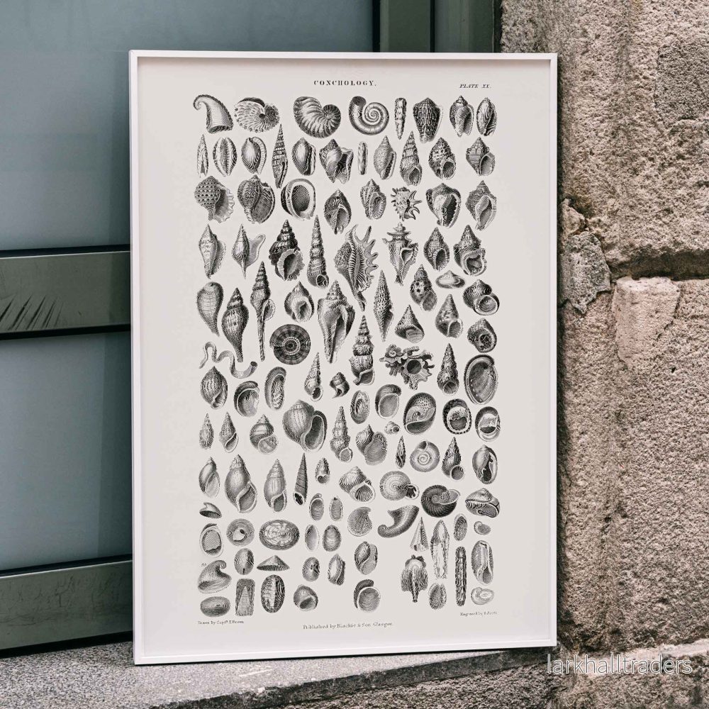 Konkologi Poster - Bild 3