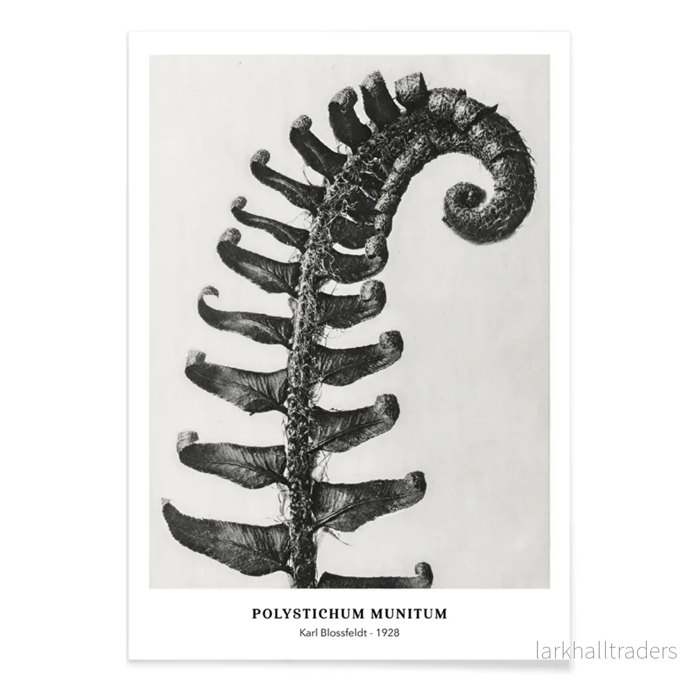 Polystichum Munitum Poster - Bild 2