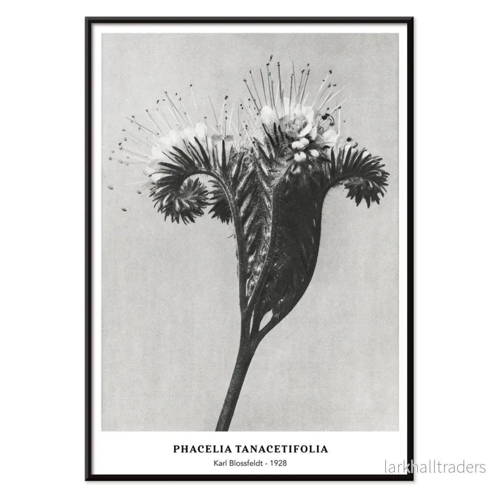 Phacelia tanacetifolia Poster - Bild 2