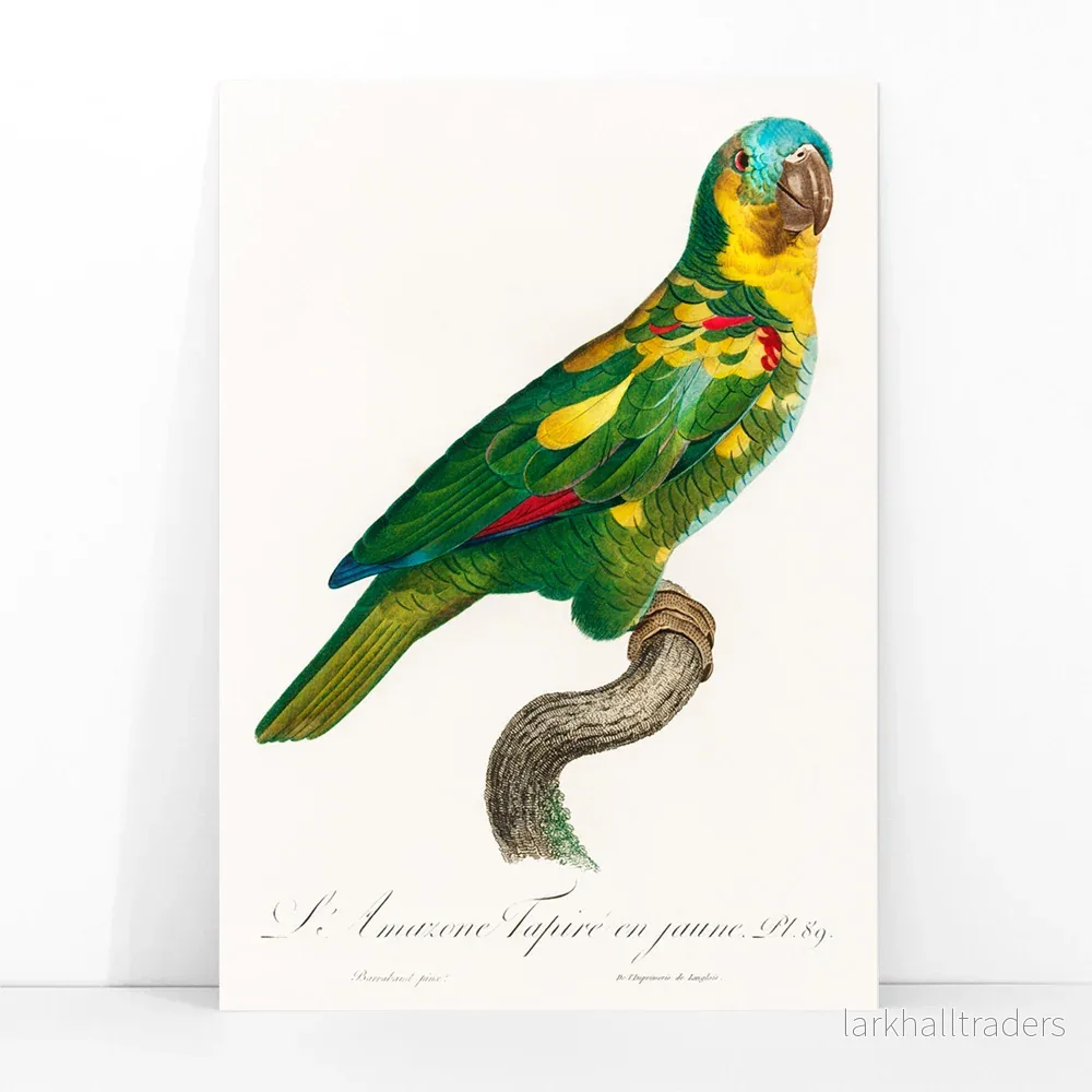 Turkospannad amazona Poster - Bild 3