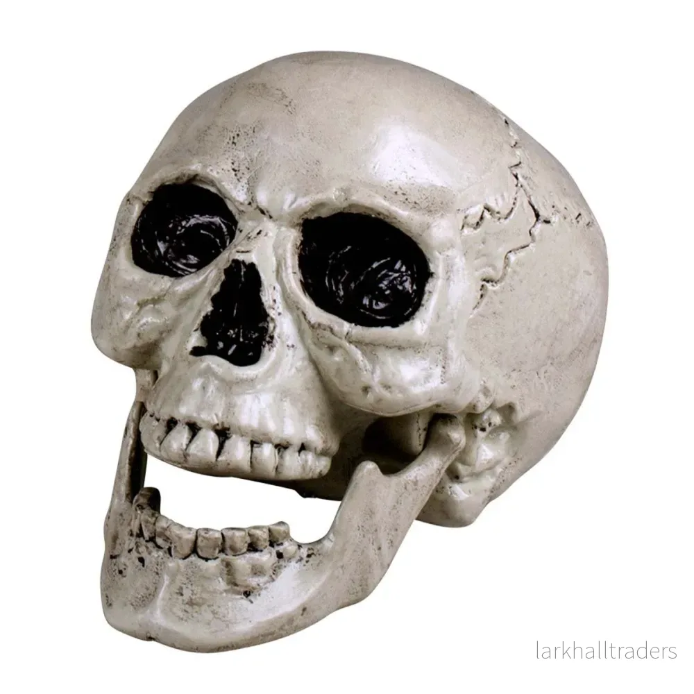 Dödskalle, Maxilla 17x17x24 cm Dödskalle, Maxilla 17x17x24 cm