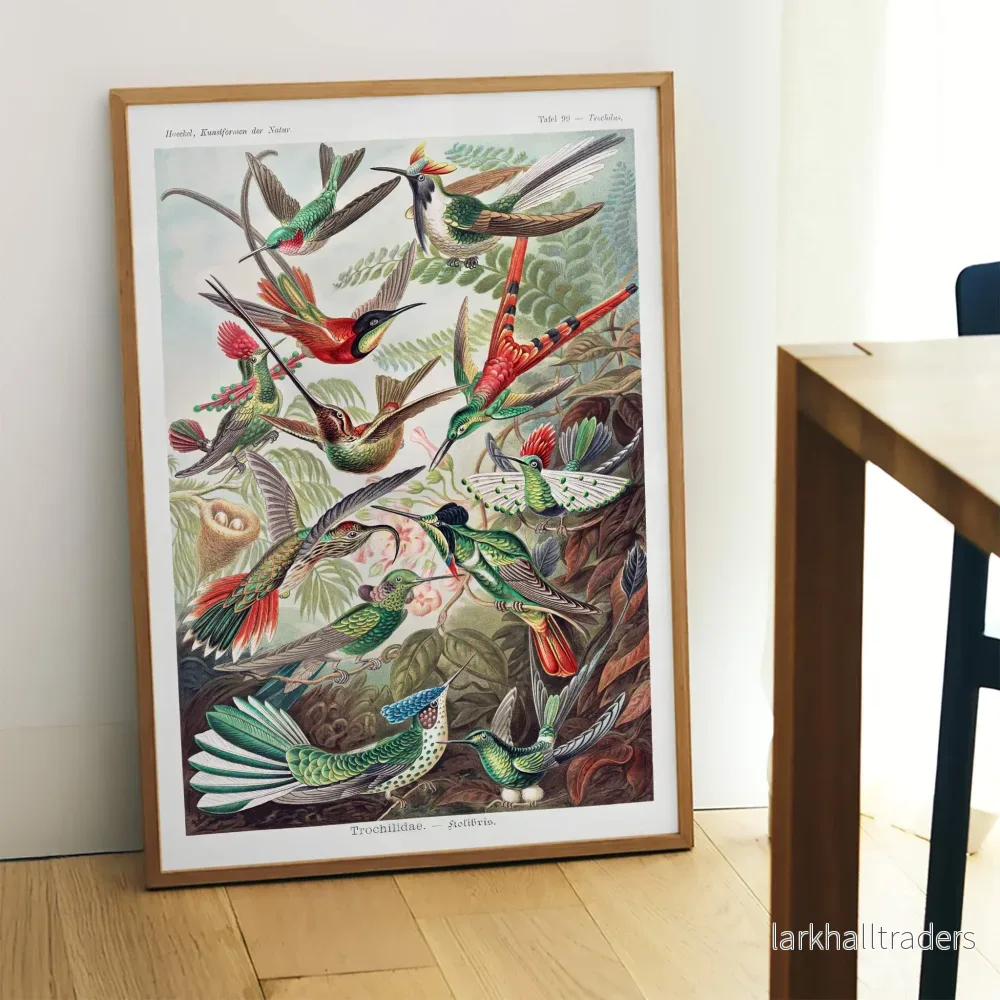 Trochilidae Poster
