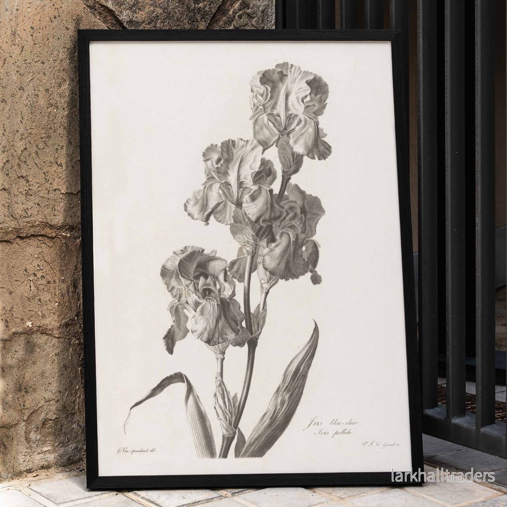 Dalmatisk iris Poster