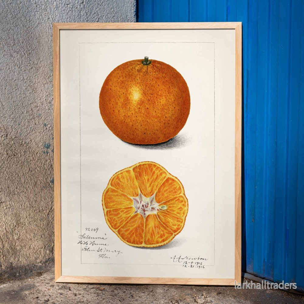Citrus sinensis Poster Citrus sinensis Poster