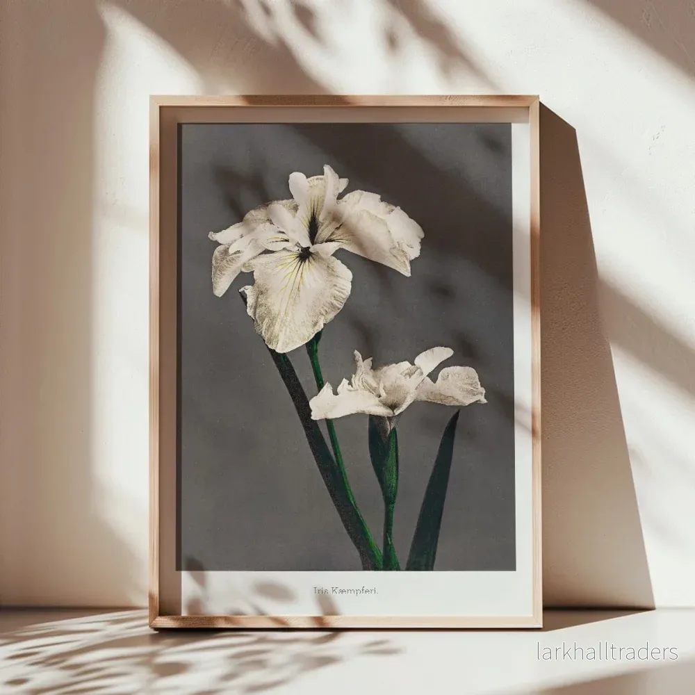 Iris Kämpferi Poster - Bild 3