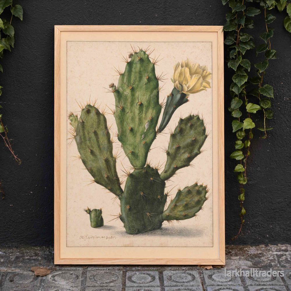 Blommande päronkaktus Poster Blommande päronkaktus Poster