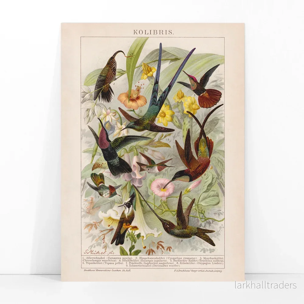 Kolibrier Poster - Bild 3