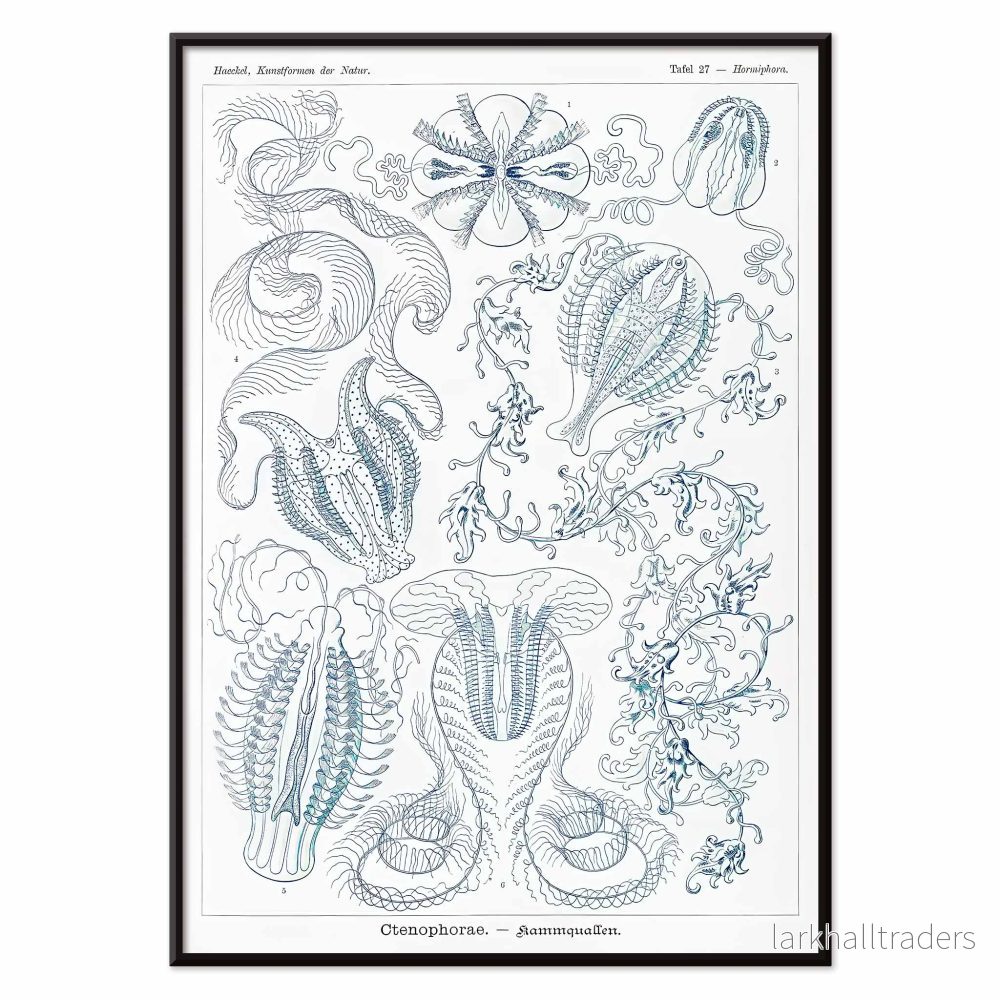 Ctenophorae Poster - Bild 2
