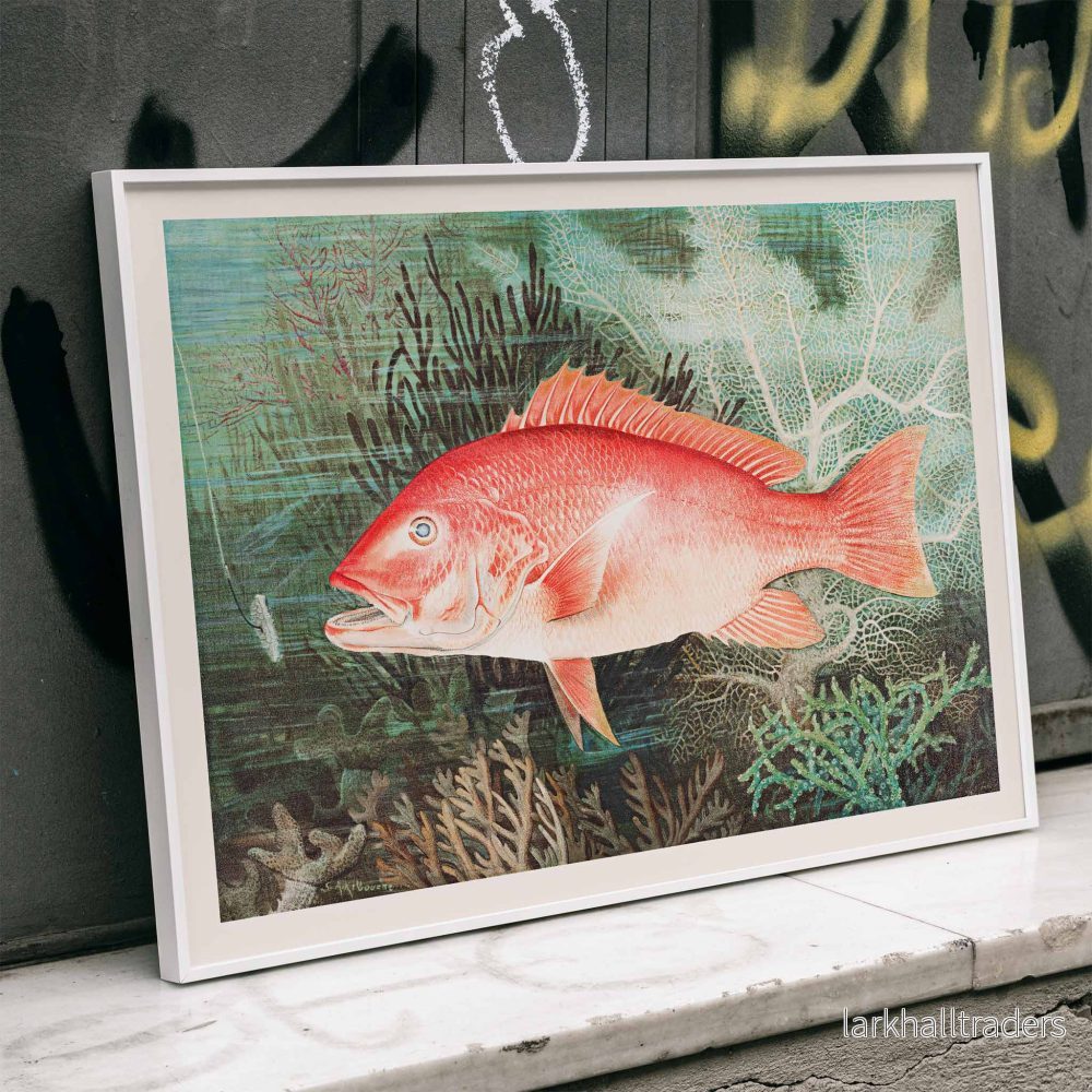 Nordlig röd snapper Poster - Bild 3