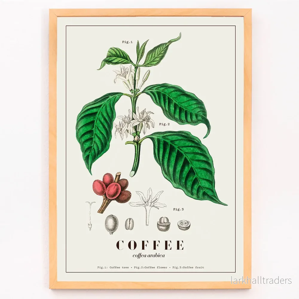Coffea arabica Poster - Bild 3