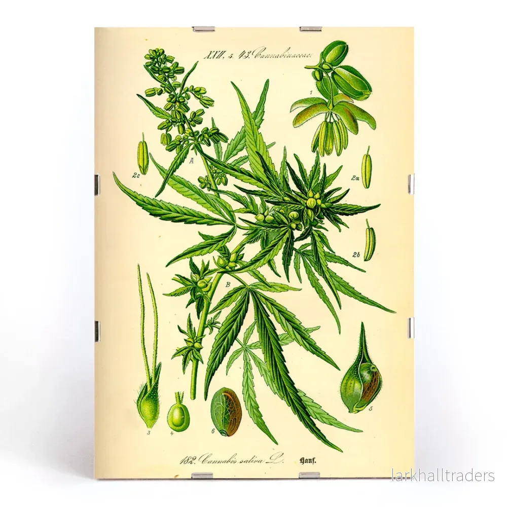 Cannabis sativa Poster - Bild 3