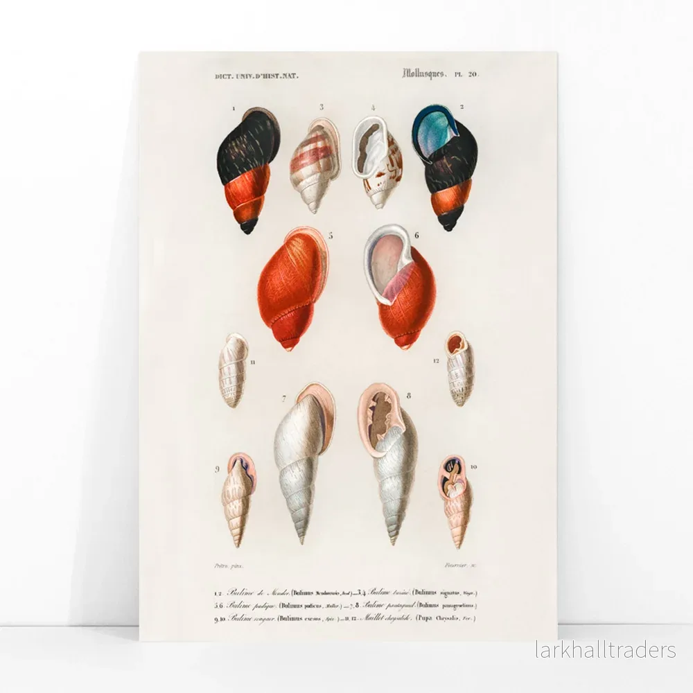 Färgade mollusker Poster - Bild 3