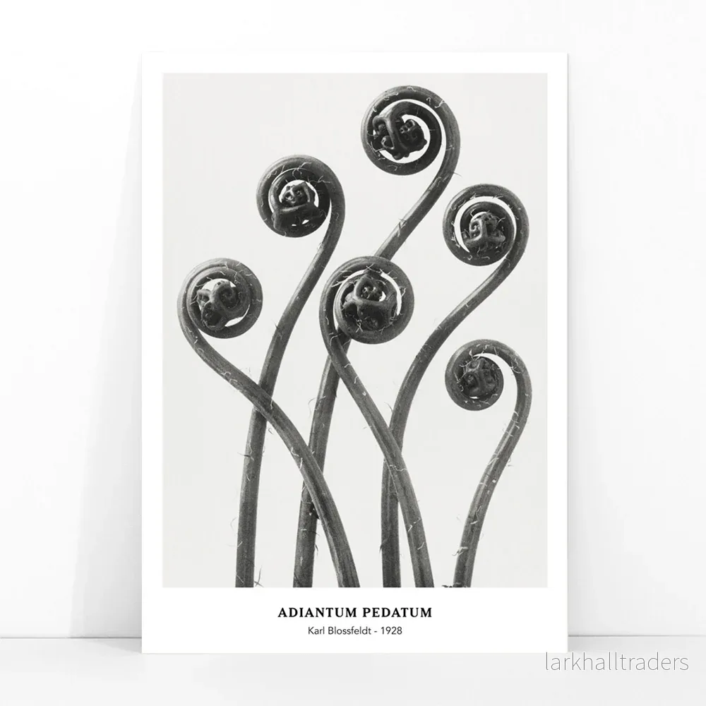 Adiantum pedatum Poster - Bild 3