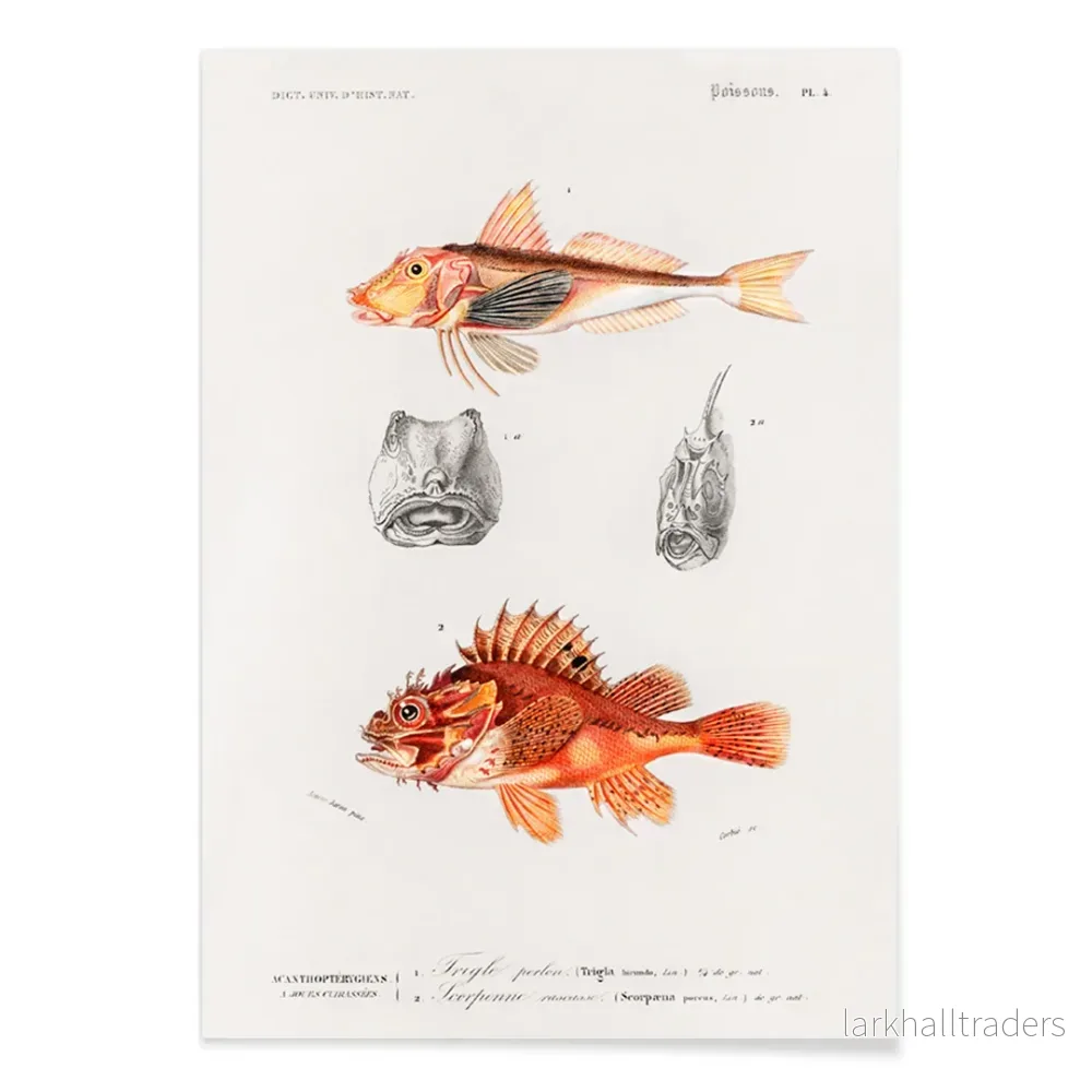 Rockfiskar Poster - Bild 2