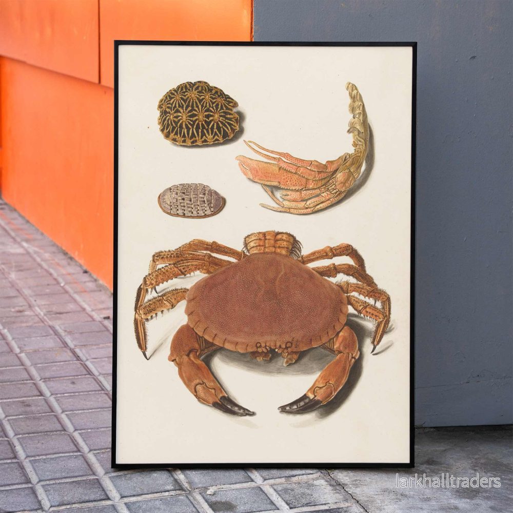 Krabbskal Poster Krabbskal Poster