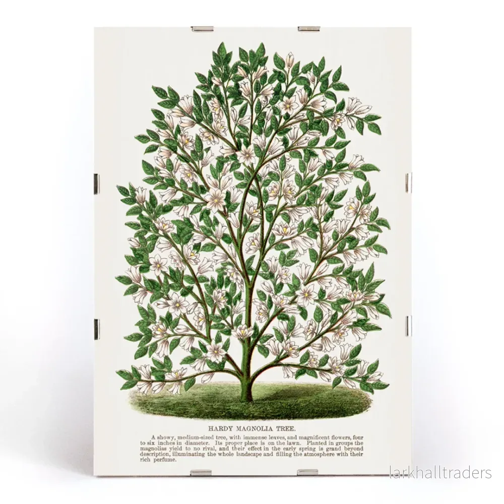 Härdig magnolia Poster - Bild 3