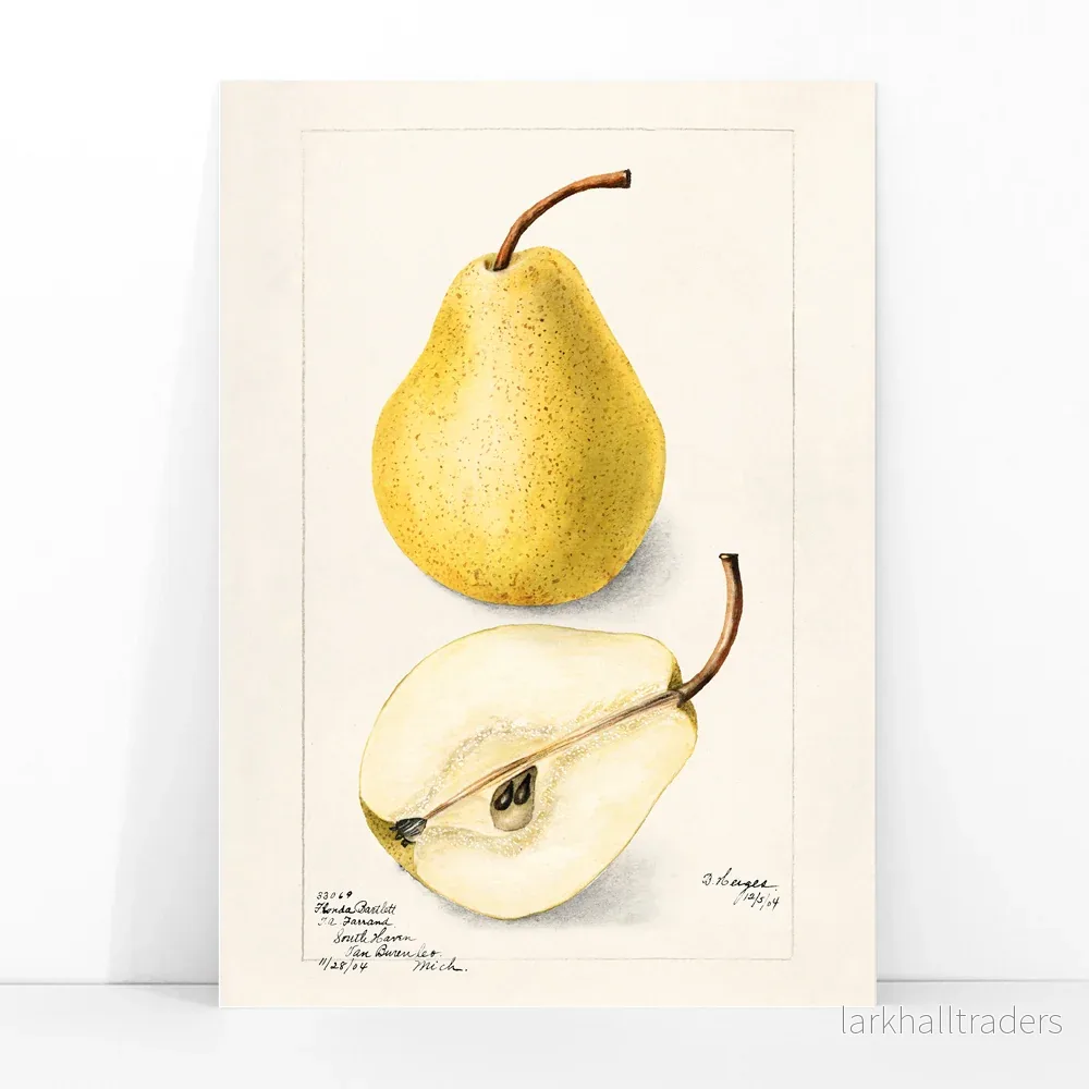 Pyrus Communis Poster - Bild 3