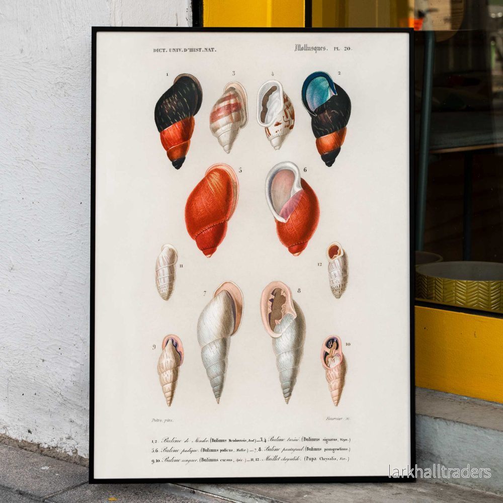 Färgade mollusker Poster