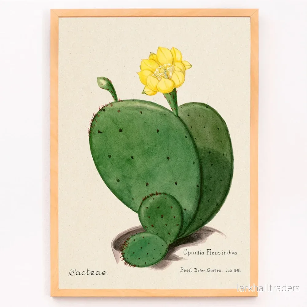 Indisk fikonopuntia Poster - Bild 3