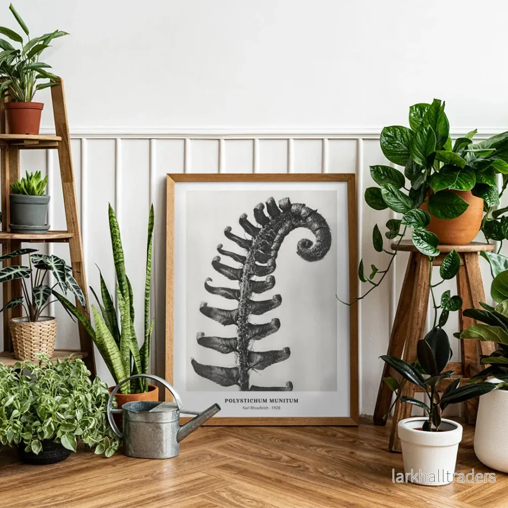 Polystichum Munitum Poster Polystichum Munitum Poster