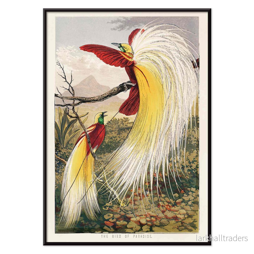 Paradisfågel Poster - Bild 2