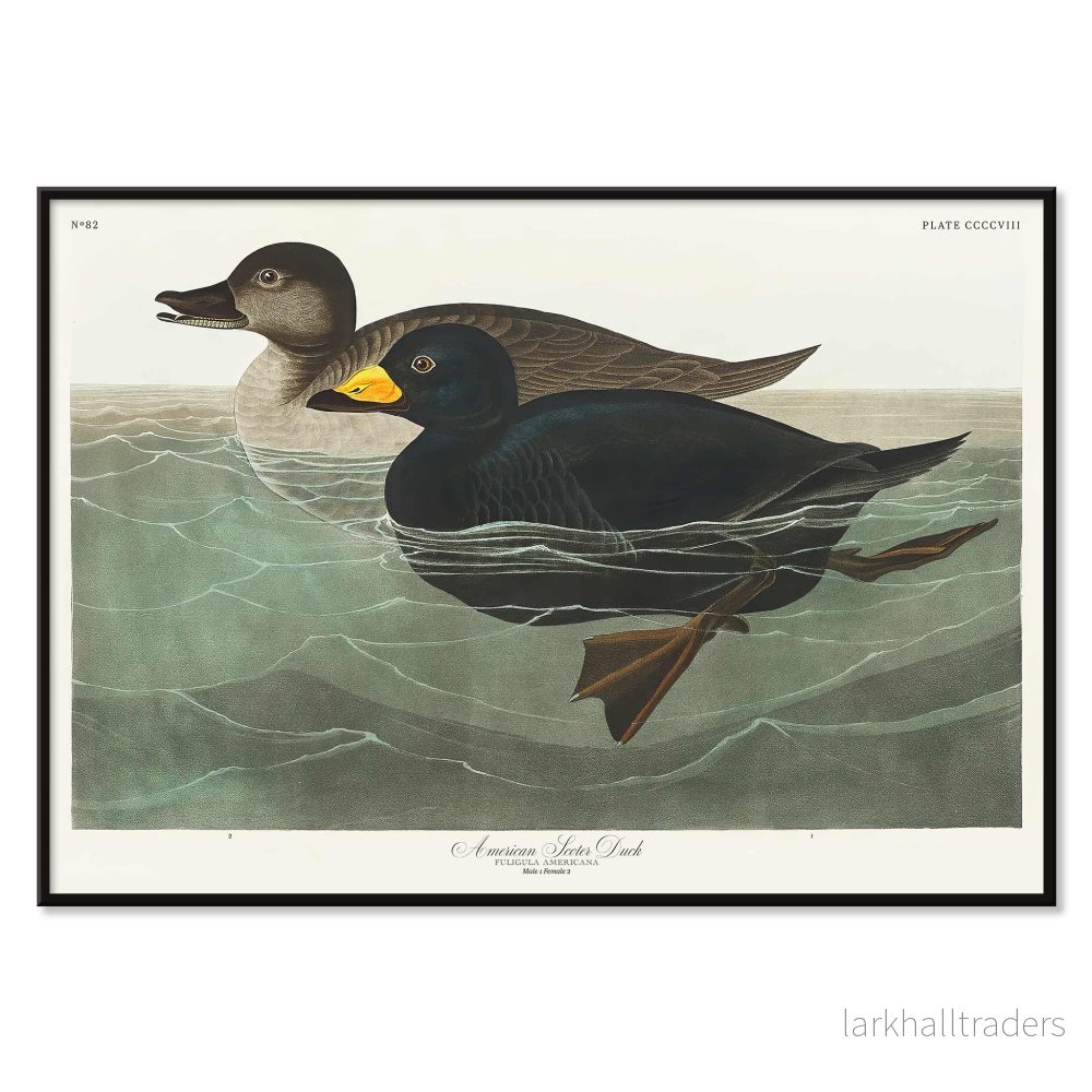 Amerikansk scoter Poster - Bild 2