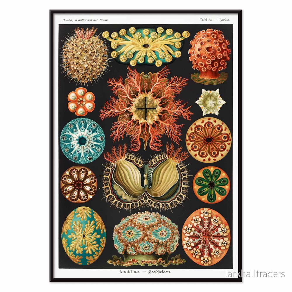 Ascidiae Poster - Bild 2
