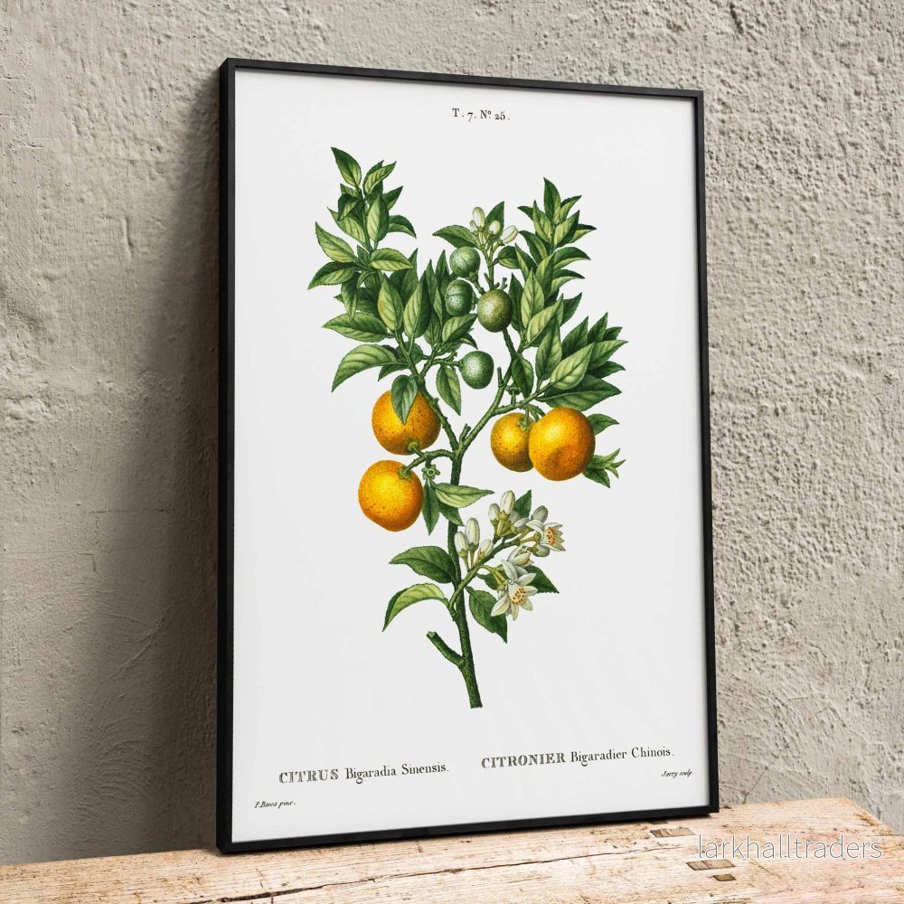 Bittersöta apelsiner Poster