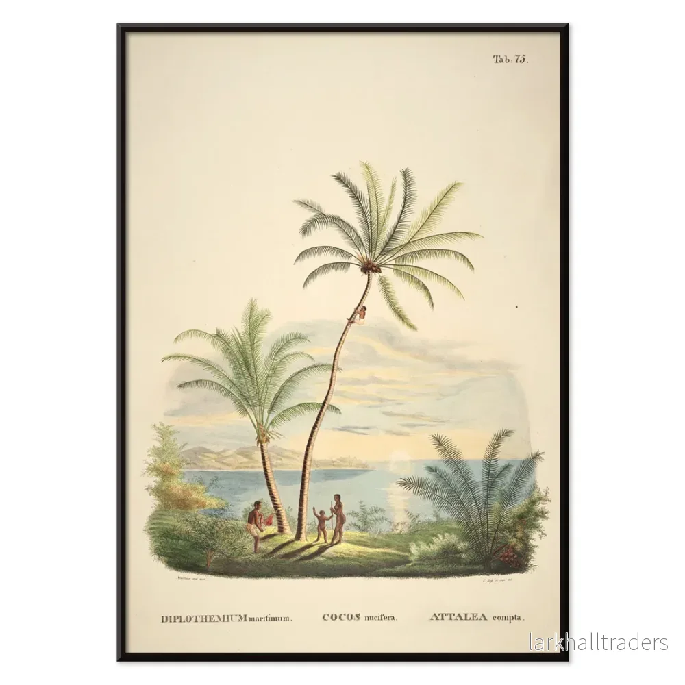 Attalea compta Poster - Bild 2