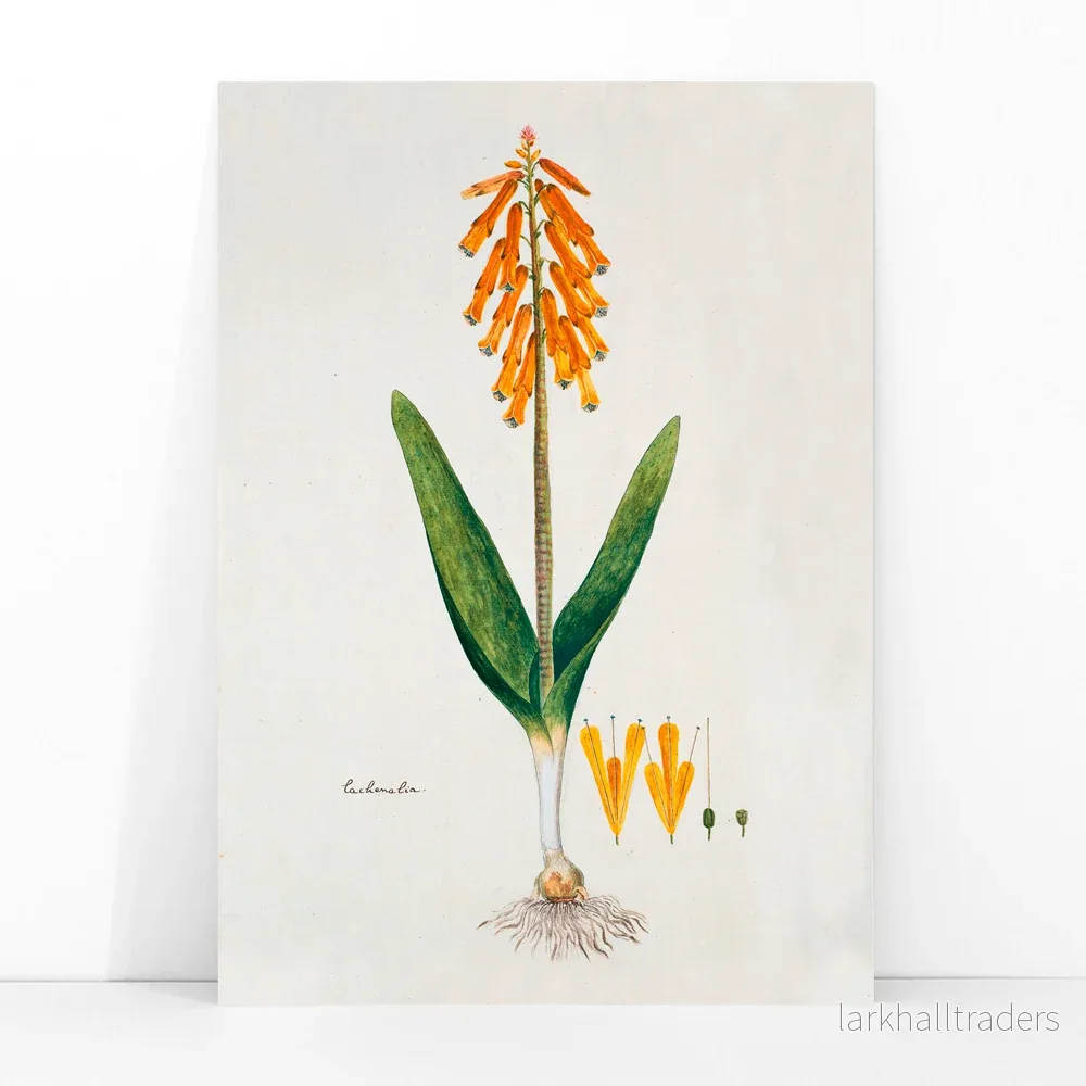 Opalblomma Poster - Bild 3