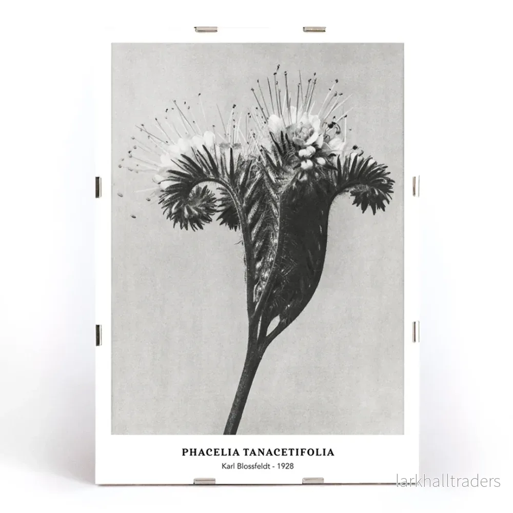 Phacelia tanacetifolia Poster - Bild 3