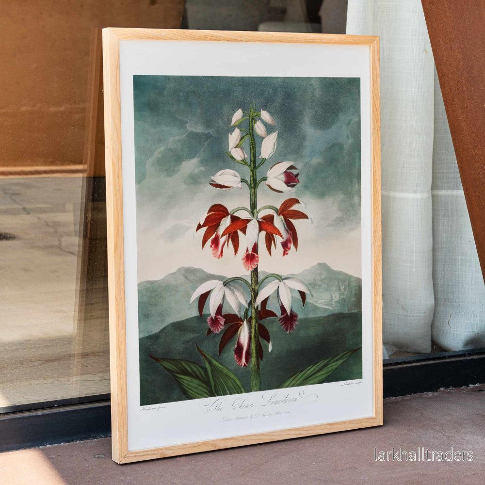 Kinesiska Limodoron Poster