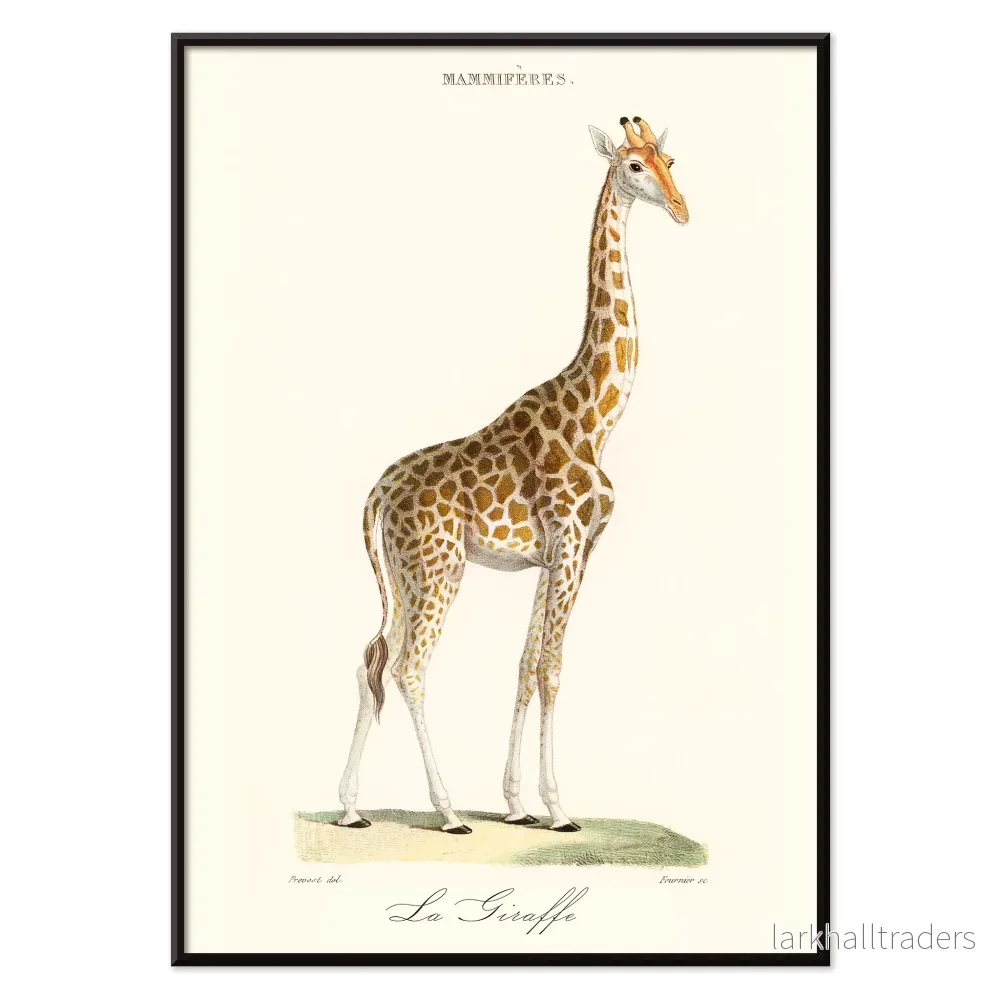 La Giraffe Poster - Bild 2