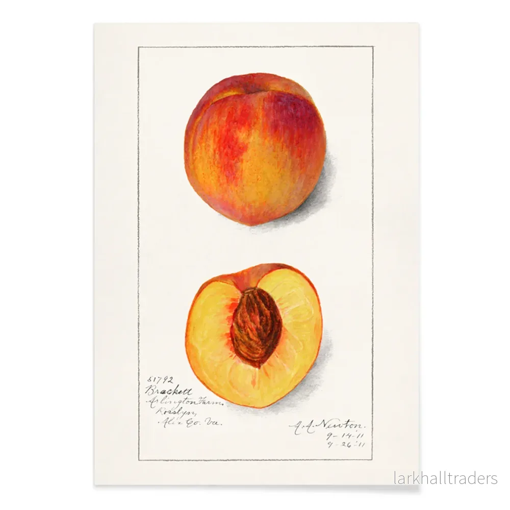 Prunus Persica Poster - Bild 2