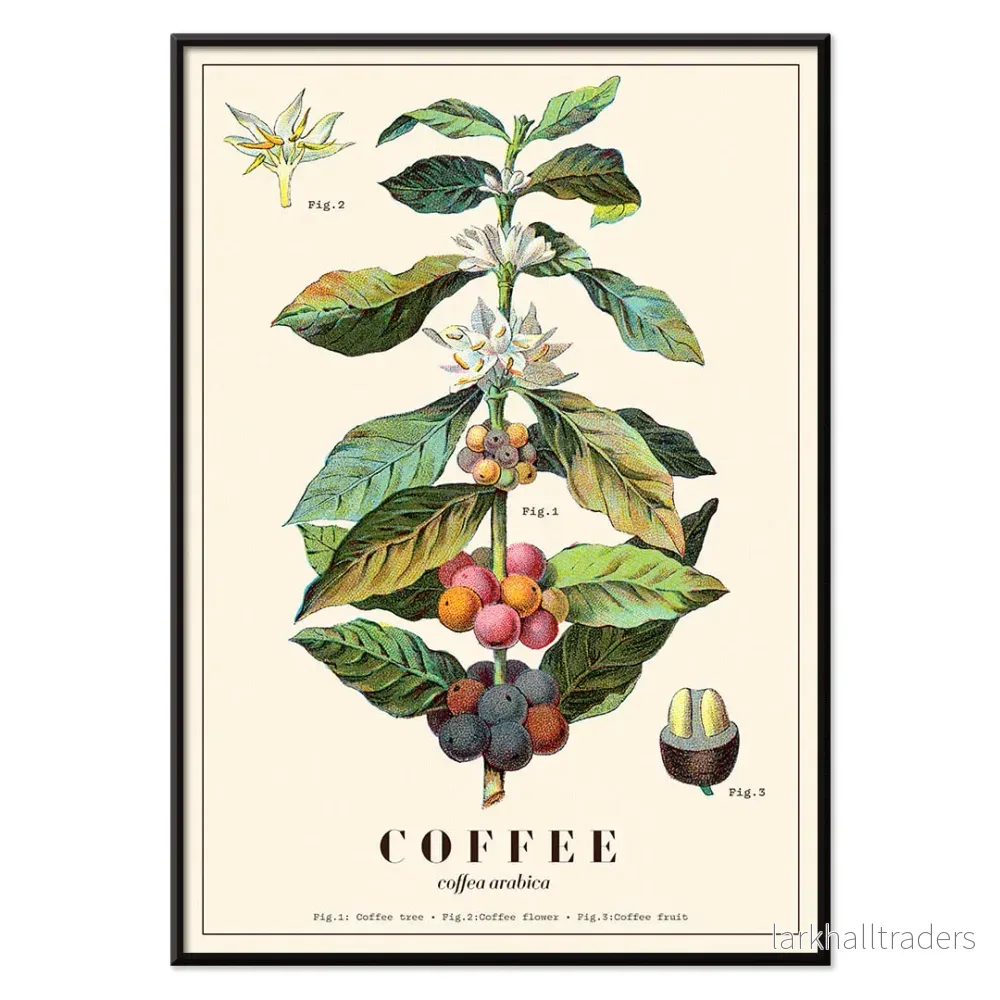 Coffea arabica 3 Poster - Bild 2