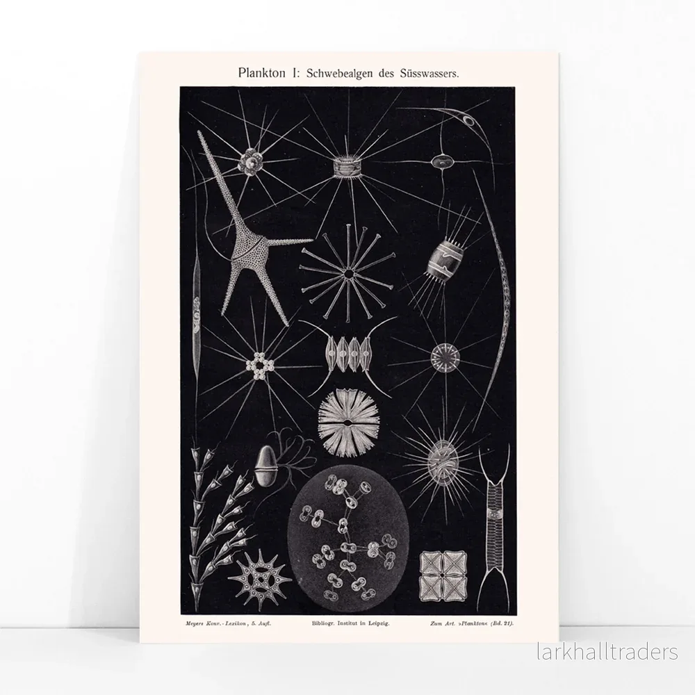 Plankton II Poster - Bild 3