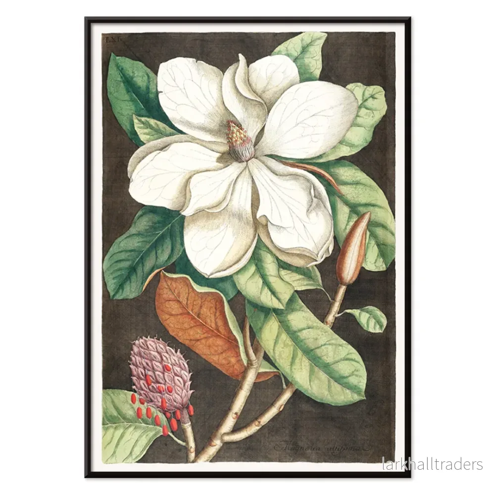 Magnolia altissima Poster - Bild 2