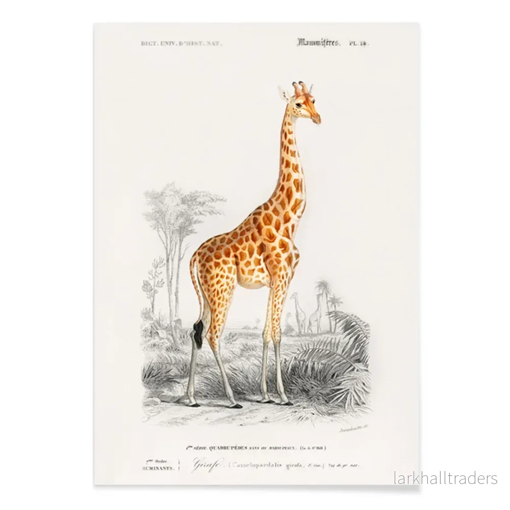 Giraffa camelopardalis Poster - Bild 2
