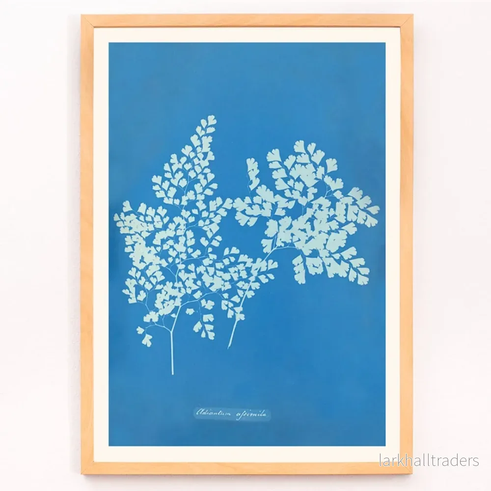 Adiantum assimile Poster - Bild 3