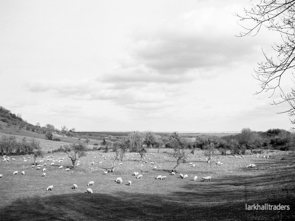 SC meadow Print - Bild 3