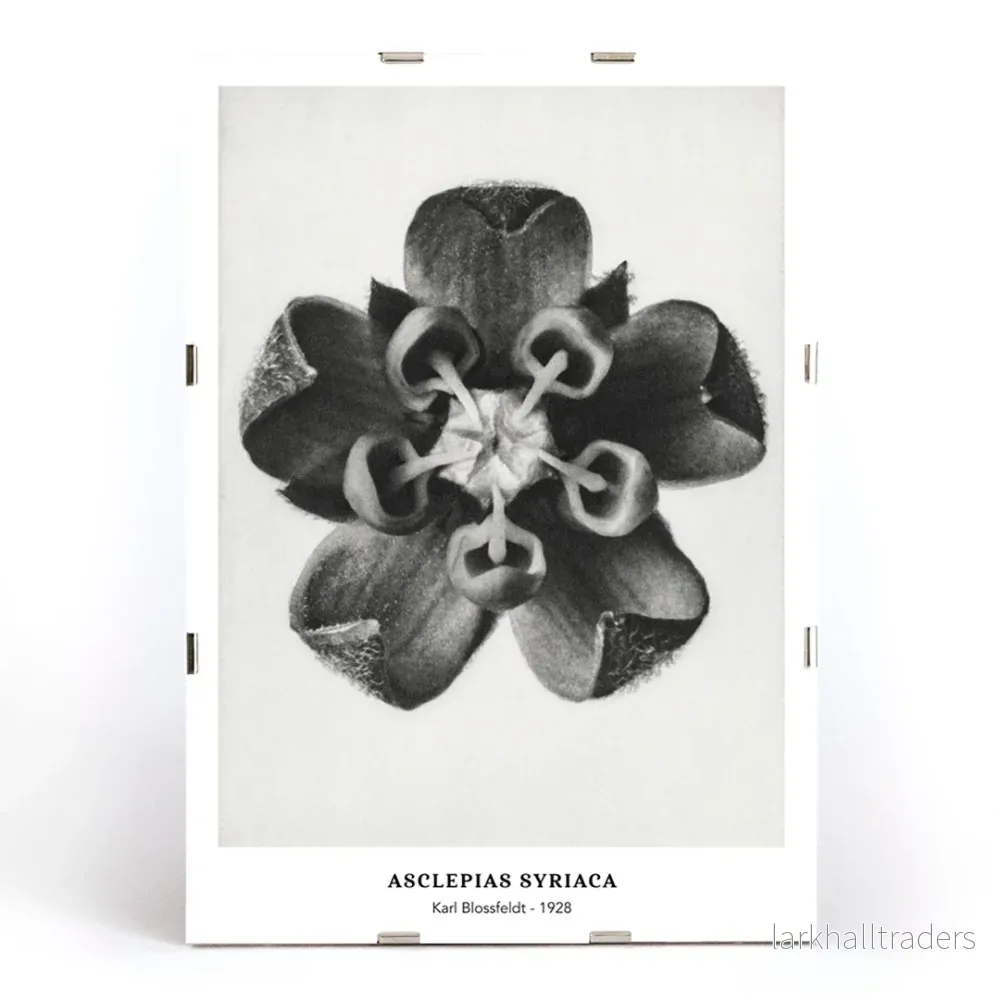 Asclepias Syriaca Poster - Bild 3