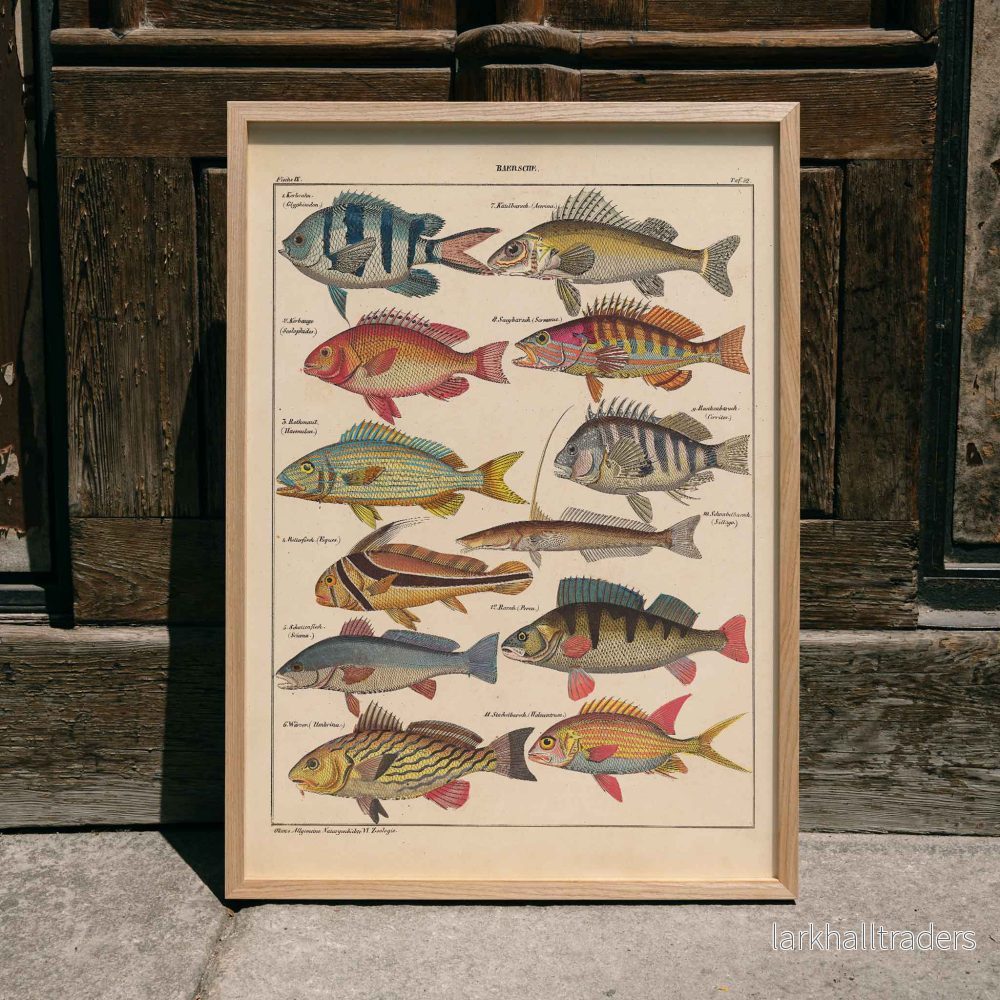 Allmän naturhistoria för alla klasser PI.048 Poster