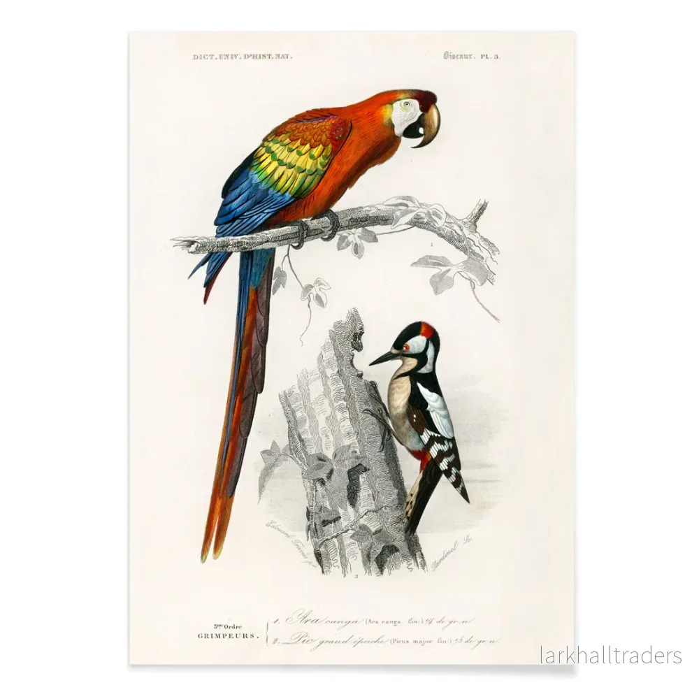 Papegojor III Poster - Bild 2