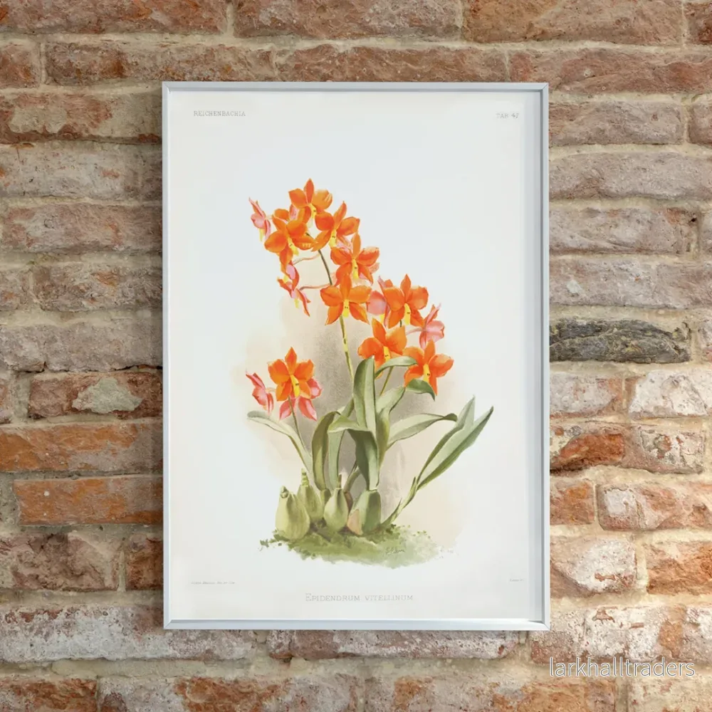 Epidendrum vitellinum Poster Epidendrum vitellinum Poster