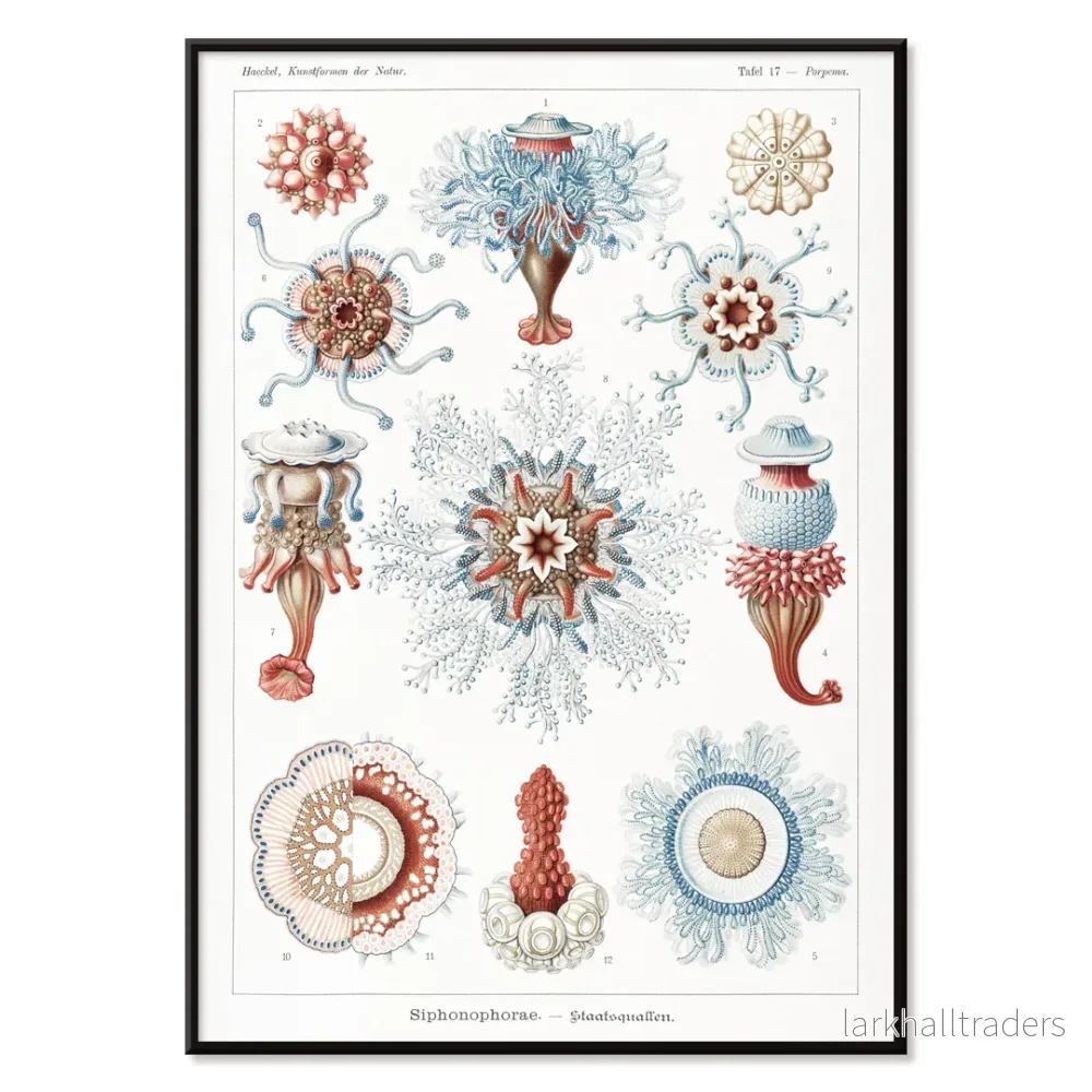 Siphonophorae Poster - Bild 2