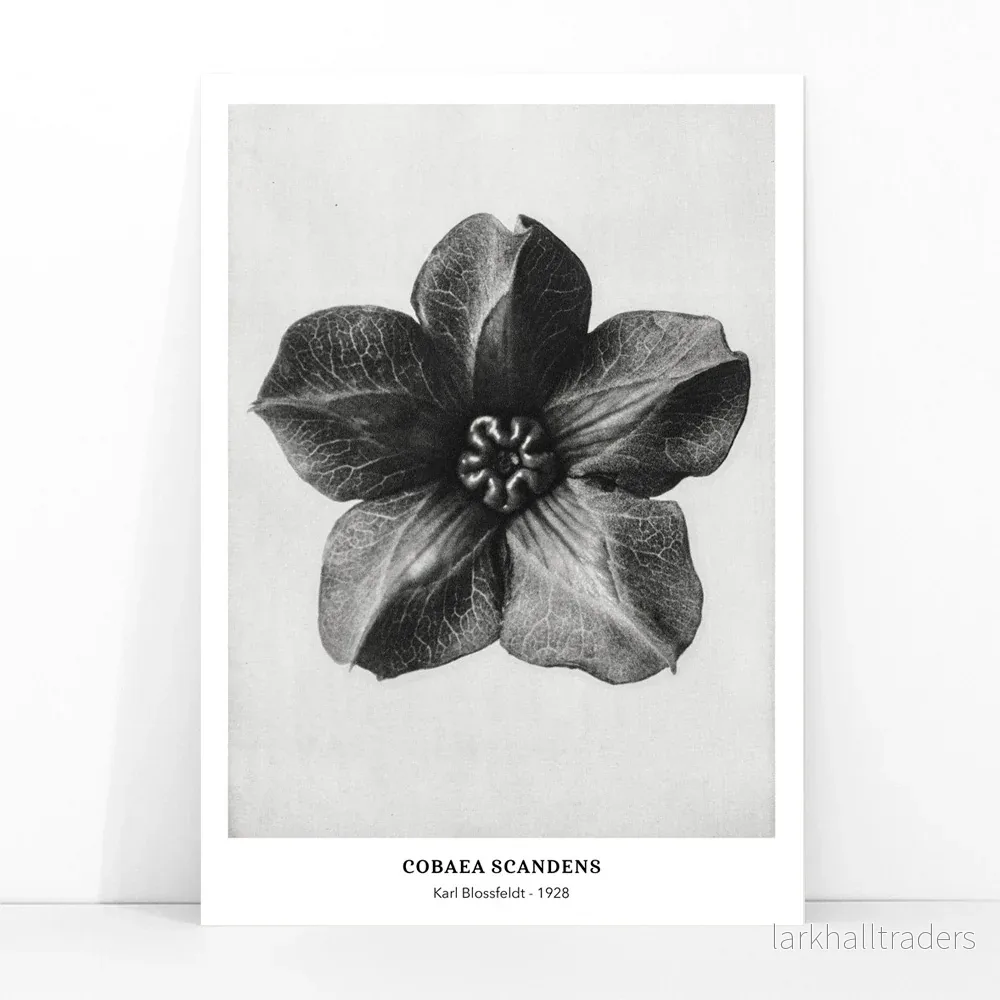 Cobea scandens Poster - Bild 3