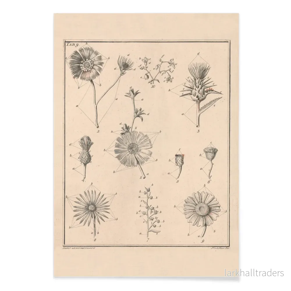 Blommor, Tab. 9 Poster - Bild 2