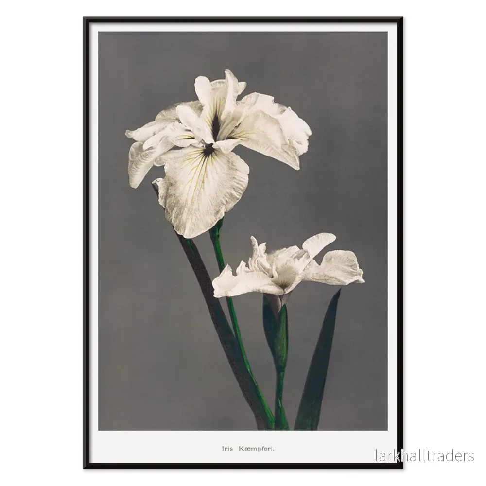 Iris Kämpferi Poster - Bild 2
