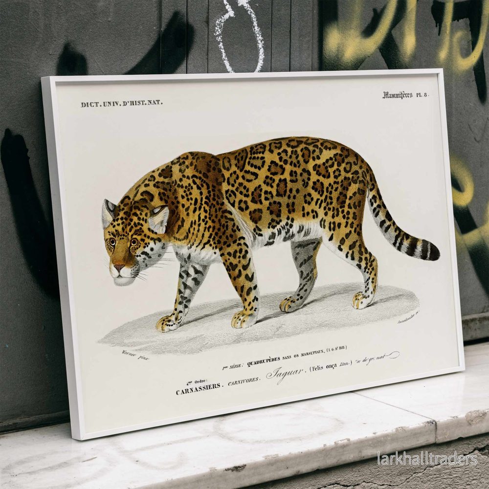 Panthera Onca Poster