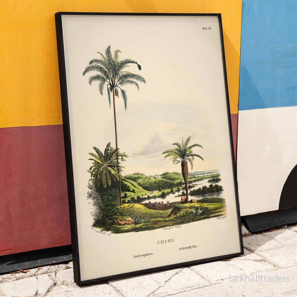 Cocos Schizophylla Poster